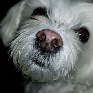 Meet your Posher, Janice